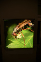 Wasp_exhibition__DSC3473